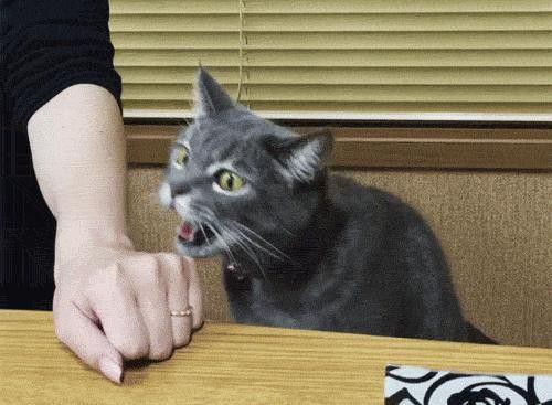 有哪些貓不適合與龍貓共養？