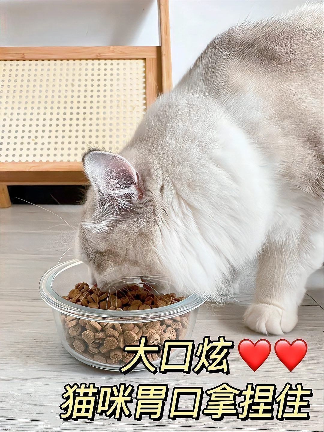 有哪些貓不適合與龍貓共養？