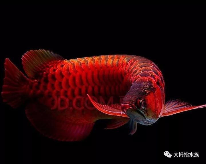 紅龍魚喜歡酸性水還是堿性水呢：檢測紅龍魚的方法