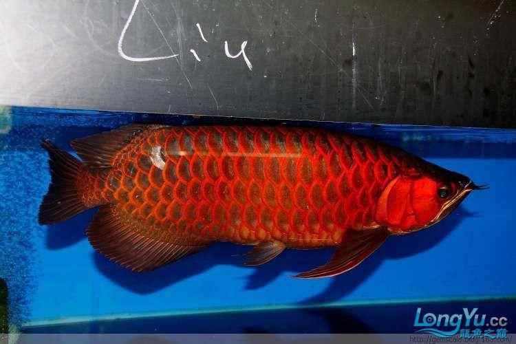 新加坡紅龍魚圖片高清大全圖