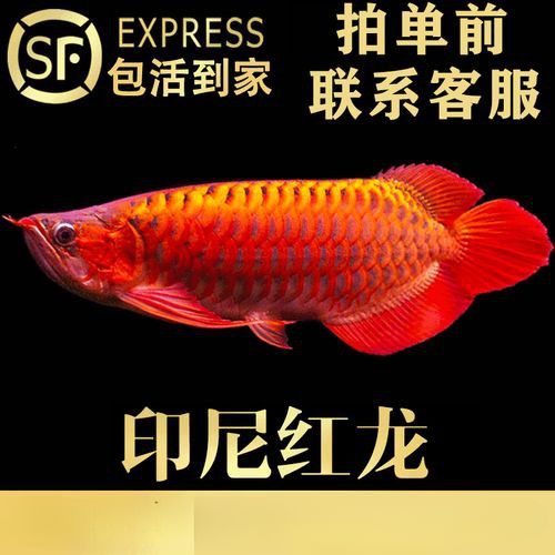 新加坡紅龍魚圖片高清大全圖