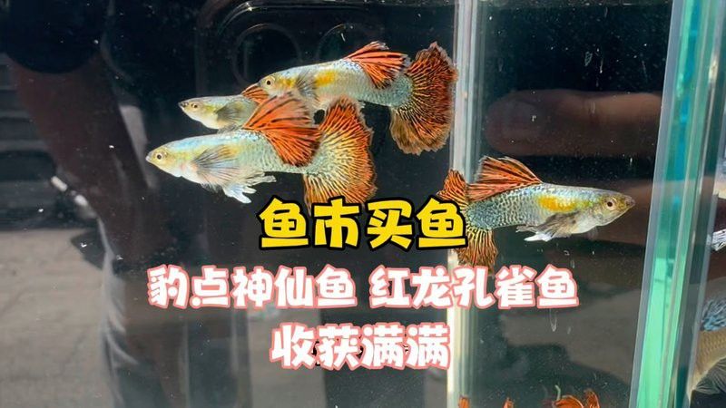 新加坡紅龍魚圖片高清大全圖
