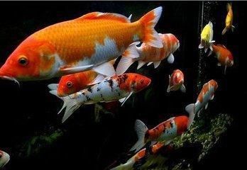 銀龍魚和紅鸚鵡貴不（銀龍魚和紅鸚鵡魚價格為7～10元/條，紅鸚鵡魚價格為7～）