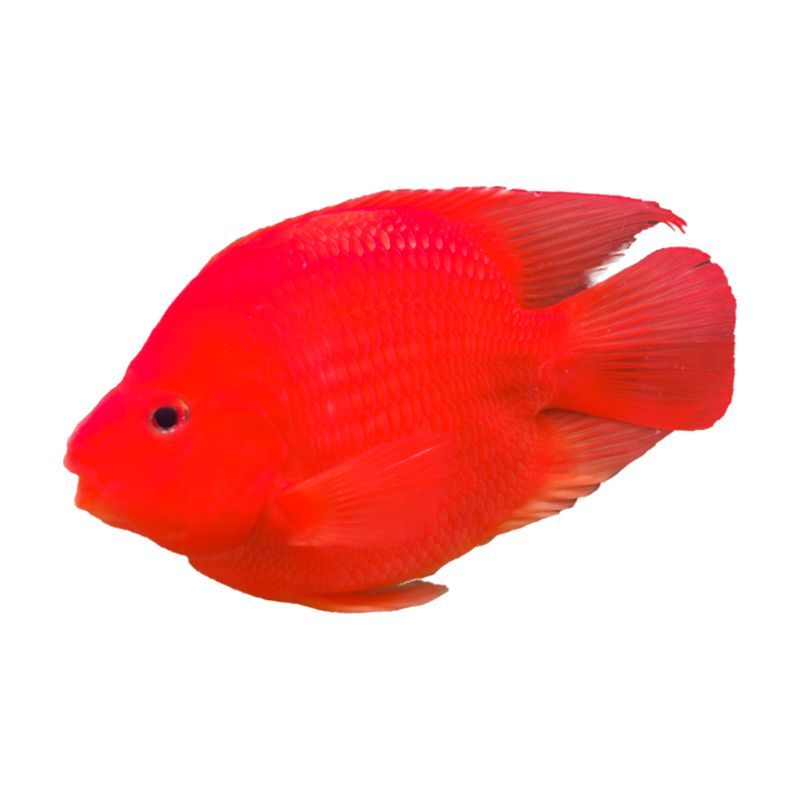 銀龍魚和紅鸚鵡貴不（銀龍魚和紅鸚鵡魚價格為7～10元/條，紅鸚鵡魚價格為7～）