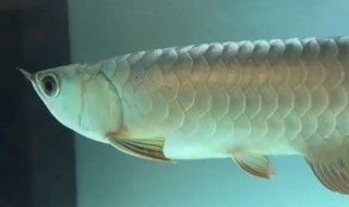 金龍魚身體彎曲 怎么回事【金龍魚身體彎曲怎么回事】 龍魚百科 第3張 金龍魚身體彎曲 怎么回事【金龍魚身體彎曲怎么回事】 金龍魚身體彎曲 怎么回事【金龍魚身體彎曲怎么回事】 龍魚百科 第3張
