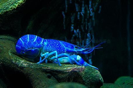 龍魚背景圖片大全大圖可愛卡通