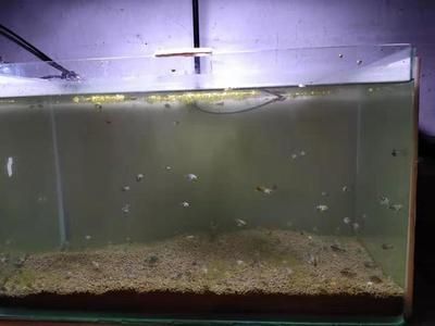 龍魚缸底層吃食物殘渣的魚：在龍魚缸中選擇合適的配魚可以幫助清理食物殘渣的魚類