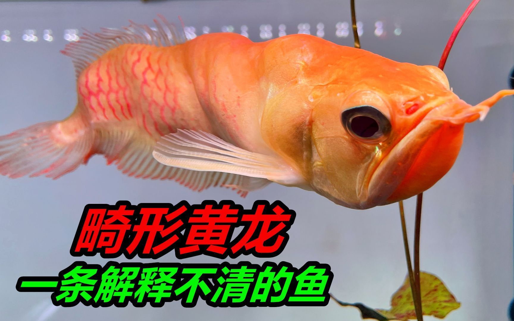 黃龍魚與黃化銀龍魚的區別【黃化銀龍魚與黃化銀龍魚的區別】