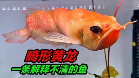 黃龍魚與黃化銀龍魚的區別【黃化銀龍魚與黃化銀龍魚的區別】