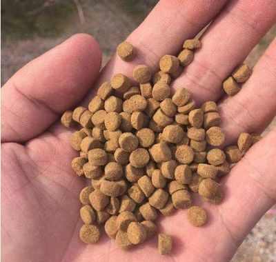 雪龍魚飼料配方優(yōu)化研究：如何優(yōu)化雪龍魚飼料配方提高其營(yíng)養(yǎng)價(jià)值和飼養(yǎng)效果