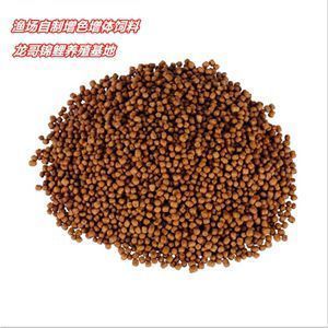 什么品種的紅龍魚最好看又好養（橙紅龍魚的繁殖方法介紹橙紅龍魚的繁殖方法介紹）