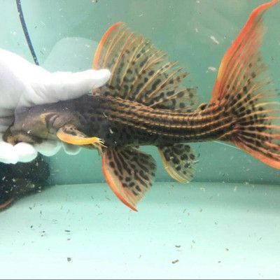 什么品種的紅龍魚最好看又好養（橙紅龍魚的繁殖方法介紹橙紅龍魚的繁殖方法介紹）