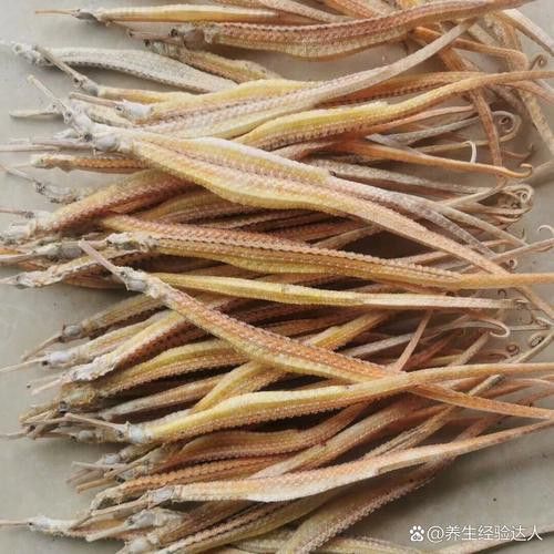 海龍魚的照片
