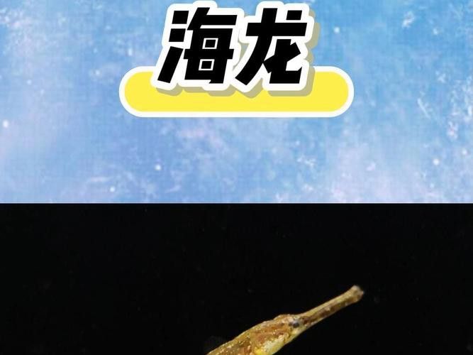 海龍魚的照片