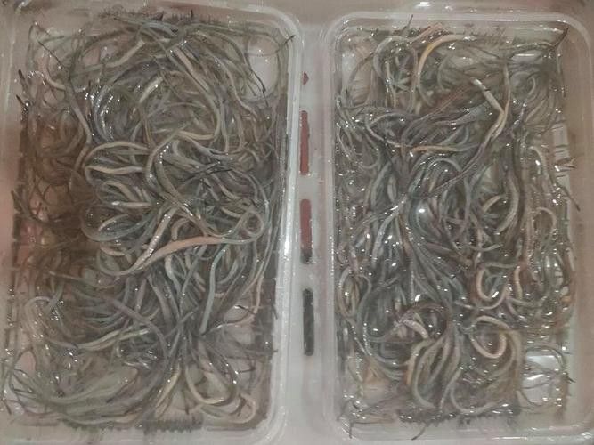 海龍魚的照片