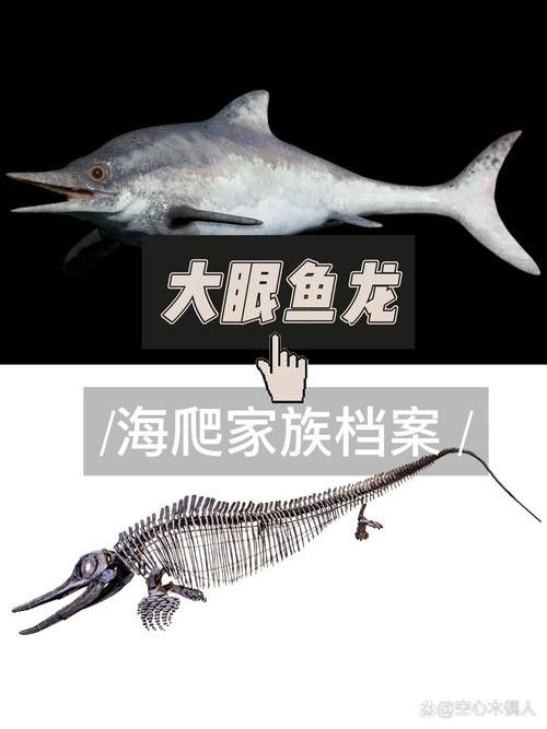 海龍魚的照片