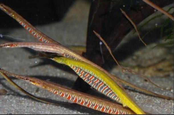 海龍魚的照片