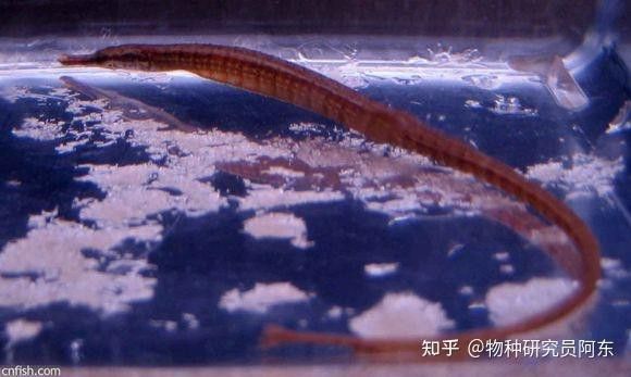 海龍魚的照片