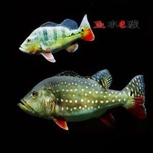 帝王紅龍魚(yú)品質(zhì)好不好養(yǎng)：帝王紅龍魚(yú)發(fā)色最快要到一年半
