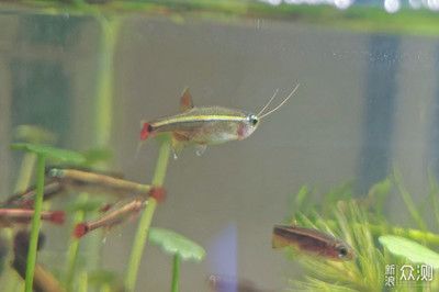 金龍魚的魚食蝦米人能吃嗎？：金龍魚的魚食蝦米人能吃嗎金龍魚的魚食蝦米人能吃嗎