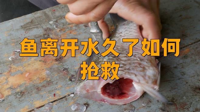 金龍魚怎么搶救