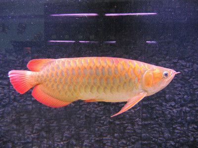 金龍魚種類區別及價格表大全，金龍魚品種多樣，價格差異顯著，金龍魚價格差異顯著