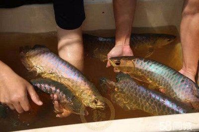 養(yǎng)紅金龍魚的好處（養(yǎng)紅金龍魚不僅能夠美化生活環(huán)境，還可能帶來一些風(fēng)水上的益處） 養(yǎng)紅金龍魚的好處（養(yǎng)紅金龍魚不僅能夠美化生活環(huán)境，還可能帶來一些風(fēng)水上的益處） 龍魚百科 第3張