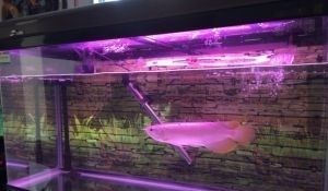 養龍魚可以不開燈嗎：養龍魚可以不開燈嗎？