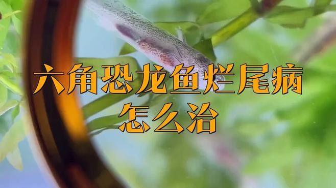 六角恐龍魚尾巴破了怎么辦