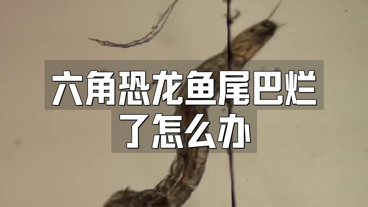 六角恐龍魚尾巴破了怎么辦