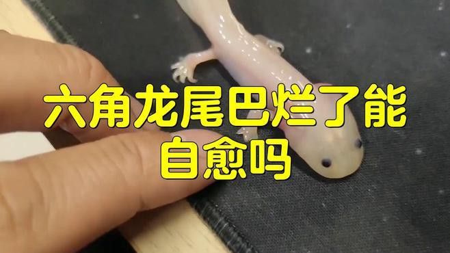 六角恐龍魚尾巴破了怎么辦