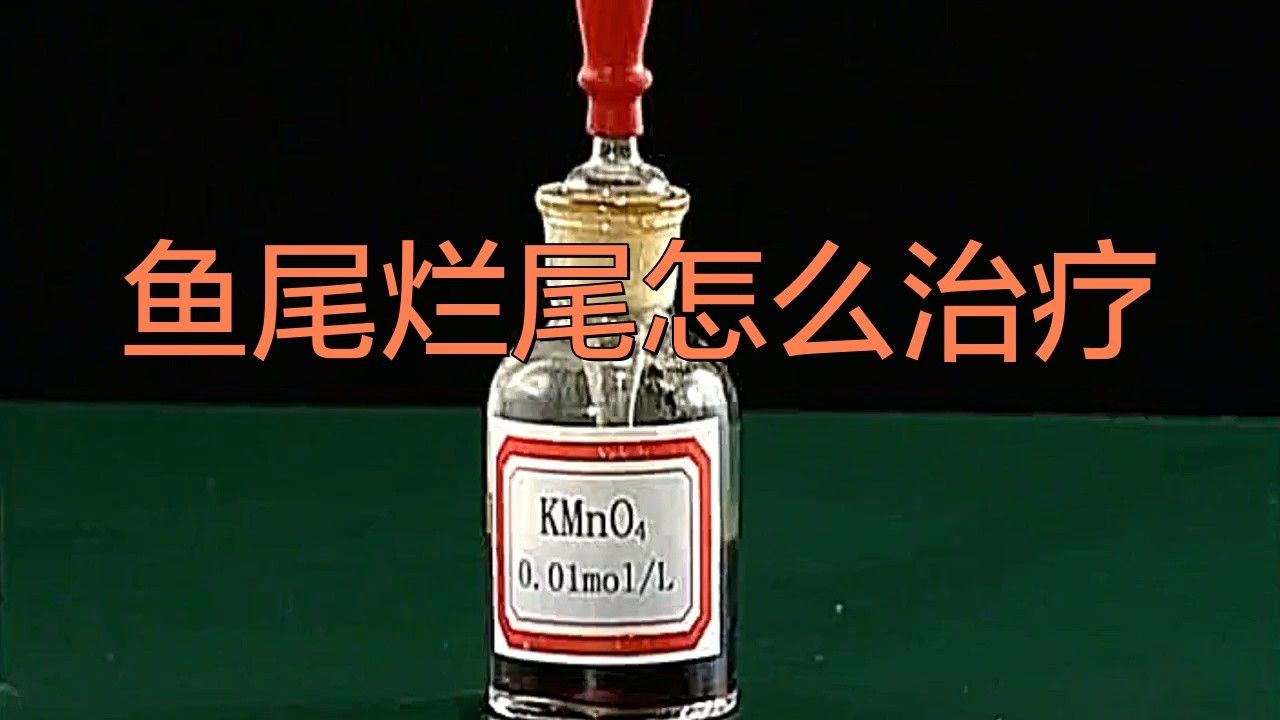 六角恐龍魚尾巴破了怎么辦