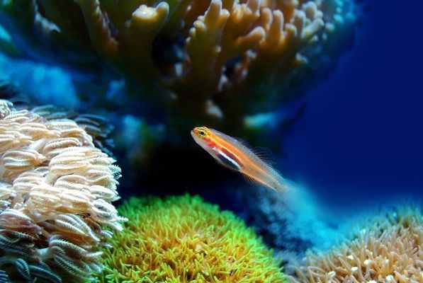 金龍魚可以用慶大霉素藥浴嗎：金龍魚可以使用慶大霉素藥浴可以使用慶大霉素藥浴嗎