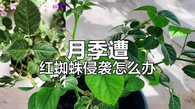 如何防治月季紅龍的病蟲害？