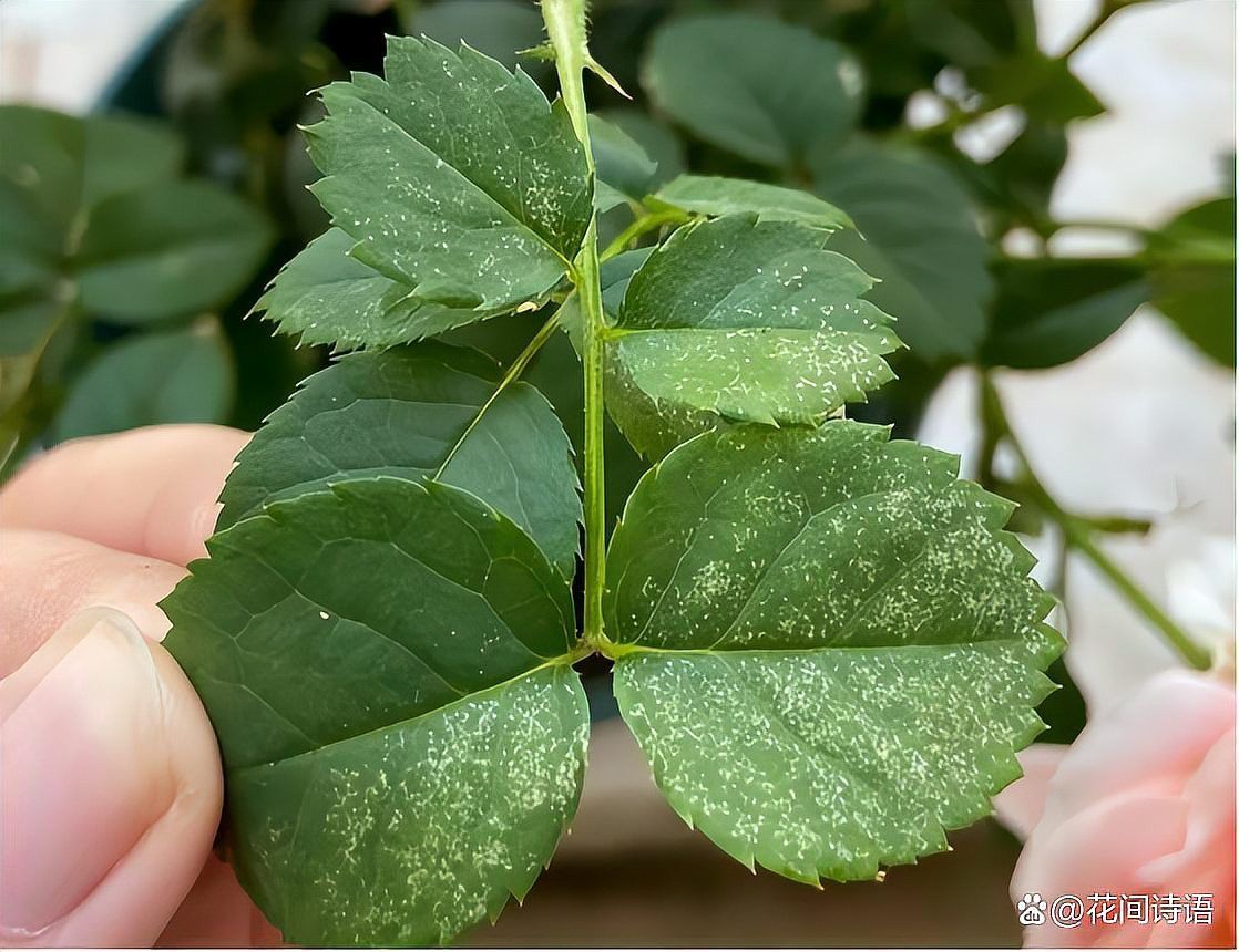 如何防治月季紅龍的病蟲害？