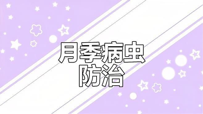 如何防治月季紅龍的病蟲害？