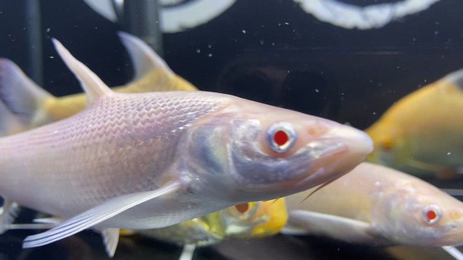 紅眼白子龍魚能長多大圖片視頻