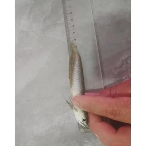紅眼白子龍魚能長多大圖片視頻