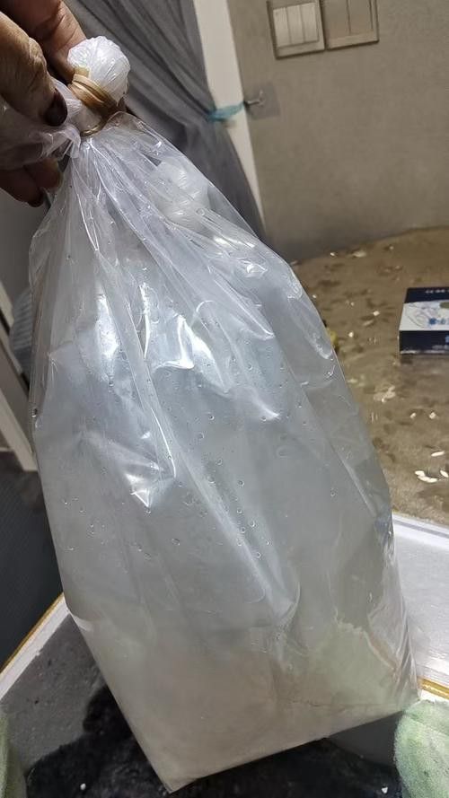 紅眼白子龍魚能長多大圖片視頻