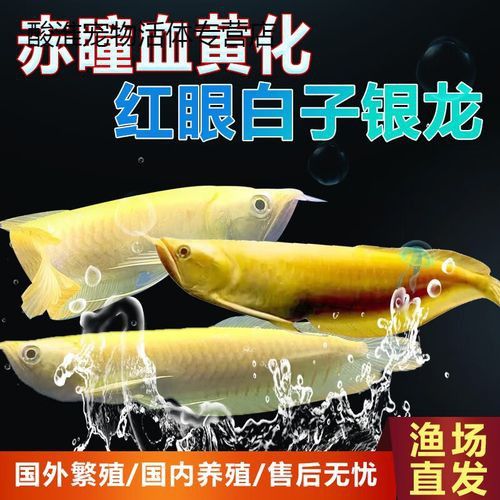紅眼白子龍魚能長多大圖片視頻