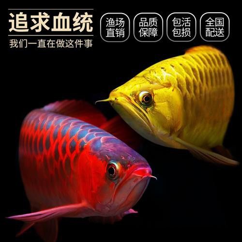 紅眼白子龍魚能長多大圖片視頻