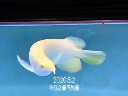 紅眼白子龍魚能長多大圖片視頻