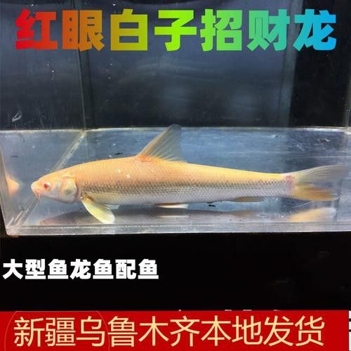 紅眼白子龍魚能長多大圖片視頻