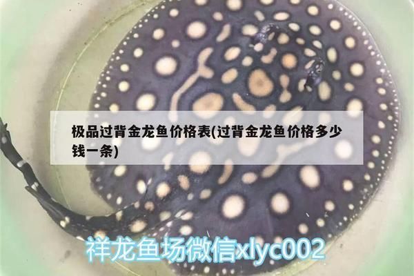 紅龍魚喂什么發色快些呢視頻（紅龍魚喂什么發色快些呢視頻教程）