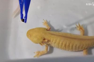 六角恐龍魚吃什么肉長得更快（六角恐龍魚喂食頻率指南）