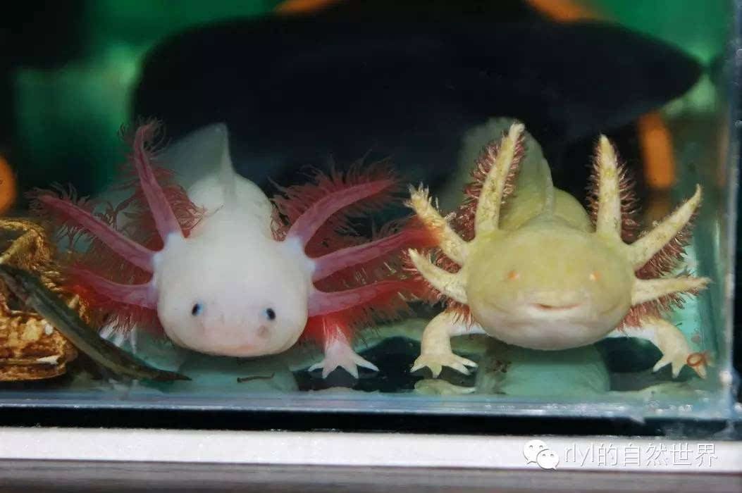 六角恐龍魚吃什么肉長得更快（六角恐龍魚喂食頻率指南）