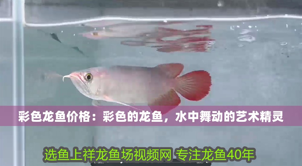 彩色龍魚價格：彩色的龍魚，水中舞動的藝術精靈