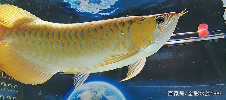 紅龍魚幼魚的培育方法 紅龍魚幼魚的培育方法 龍魚百科 第4張