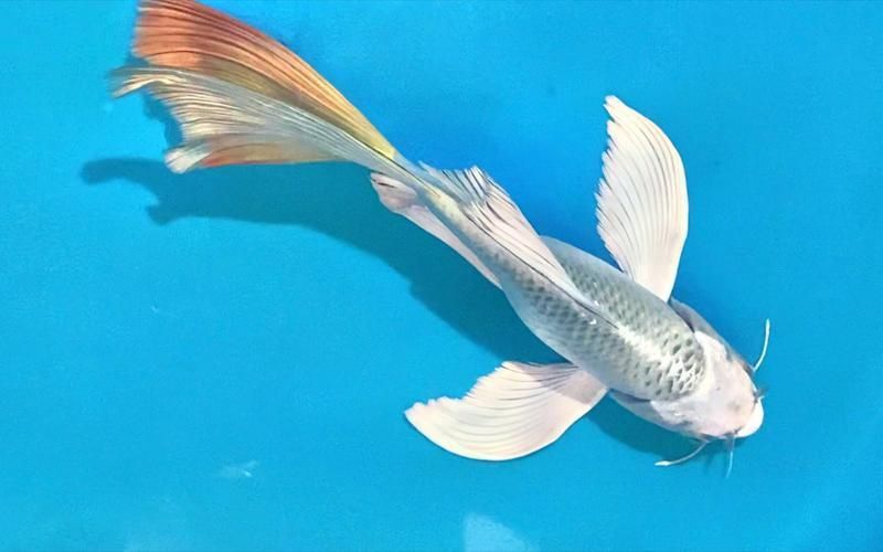 給我一張高清的龍鳳魚圖片