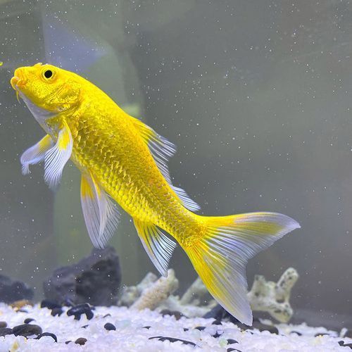 給我一張高清的龍鳳魚圖片